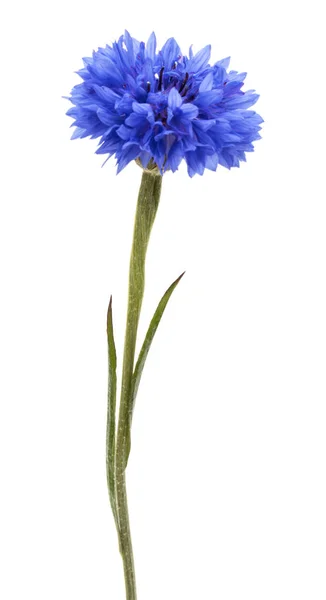 Azul Cornflower Herb Solteiro Botão Flor Cabeça Isolada Fundo Branco — Fotografia de Stock