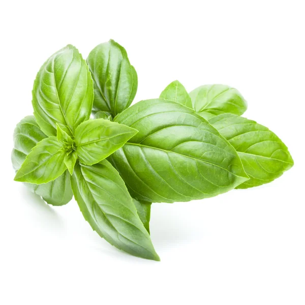 Fresh Sweet Genovese Basil Leaves Isolated White Background Cutout — Stock Photo, Image