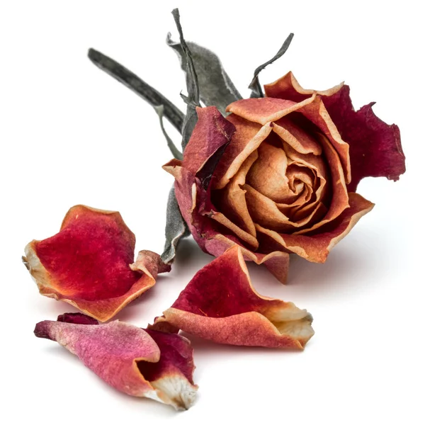 Dried rose flower head isolated on white background cutout — Stock Photo, Image
