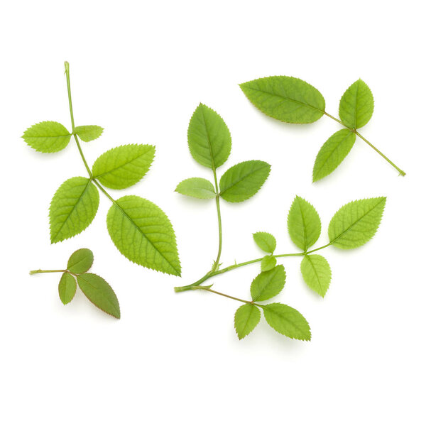 Green rose leaf isolated on white background cutout