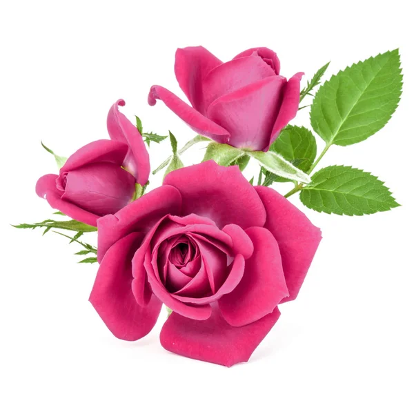 粉红玫瑰花束上白色背景抠出孤立 — 图库照片