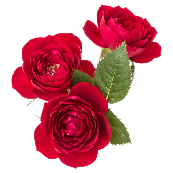 Κόκκινο Τριαντάφυλλο Λουλούδι Μπουκέτο Πράσινα Φύλλα Που Απομονώνονται Λευκό Φόντο — Φωτογραφία Αρχείου