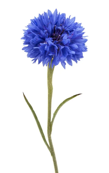 Azul Cornflower Herb Solteiro Botão Flor Cabeça Isolada Fundo Branco — Fotografia de Stock