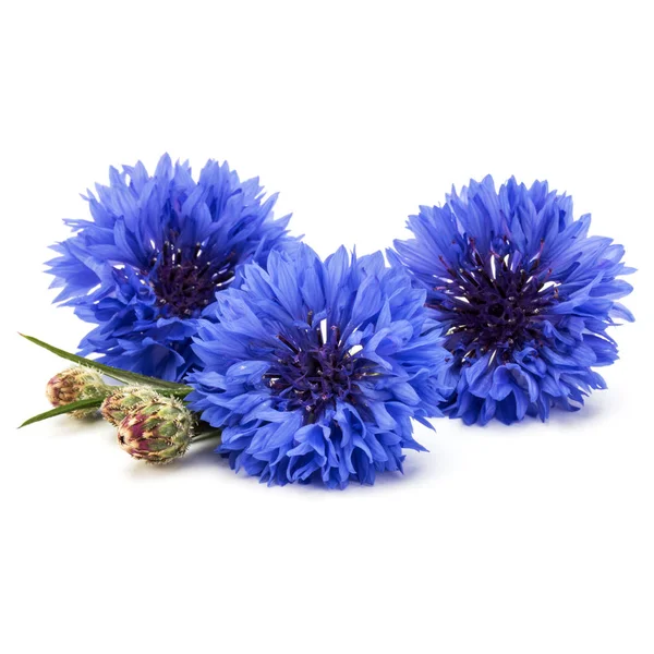 Azul Cornflower Herb Botão Solteiro Buquê Flores Isolado Recorte Fundo — Fotografia de Stock