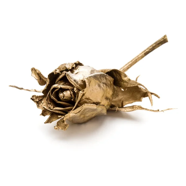 Uma Rosa Dourada Isolada Recorte Fundo Branco Cabeça Flor Seca — Fotografia de Stock