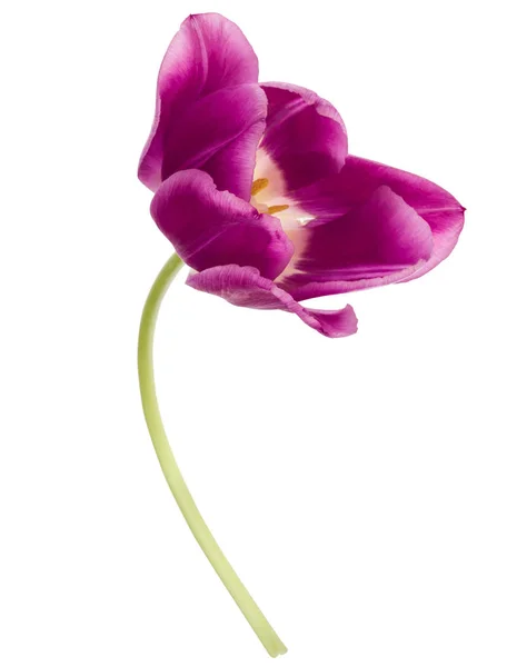 Egy Lila Tulipán Virág Elszigetelt Fehér Háttér Kivágás — Stock Fotó