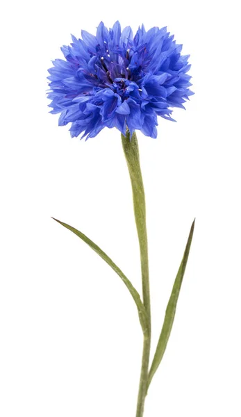 Azul Cornflower Herb Solteiro Botão Flor Cabeça Isolada Fundo Branco — Fotografia de Stock