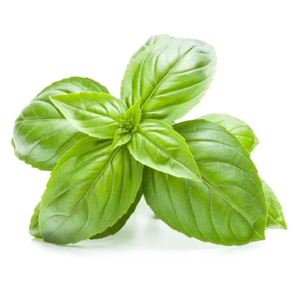 Feuilles fraîches de basilic génois sucré isolées sur fond blanc c — Photo