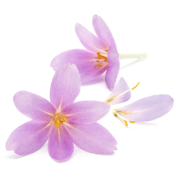 Lila Crocus Blommor Isolerad Vit Bakgrund — Stockfoto