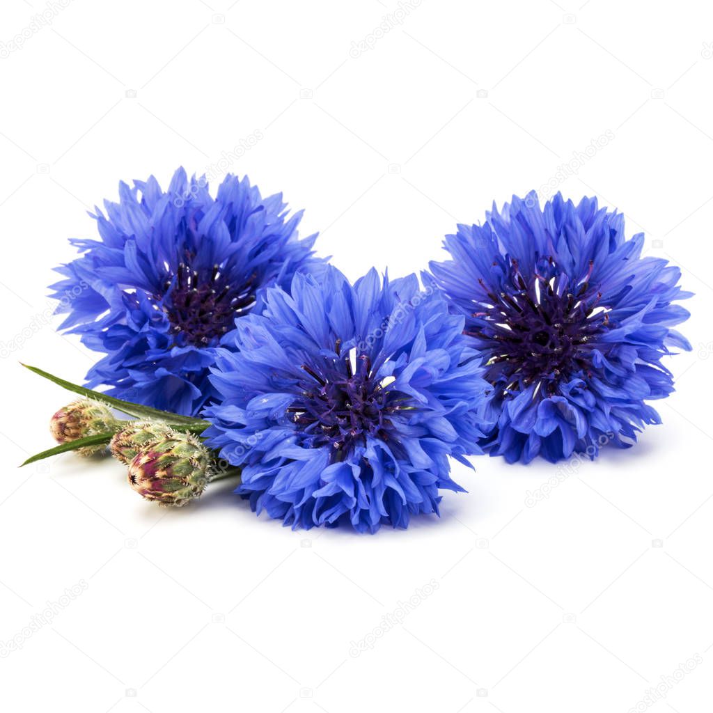 Blue Cornflower Herb or bachelor button flower bouquet isolated on white background cutout