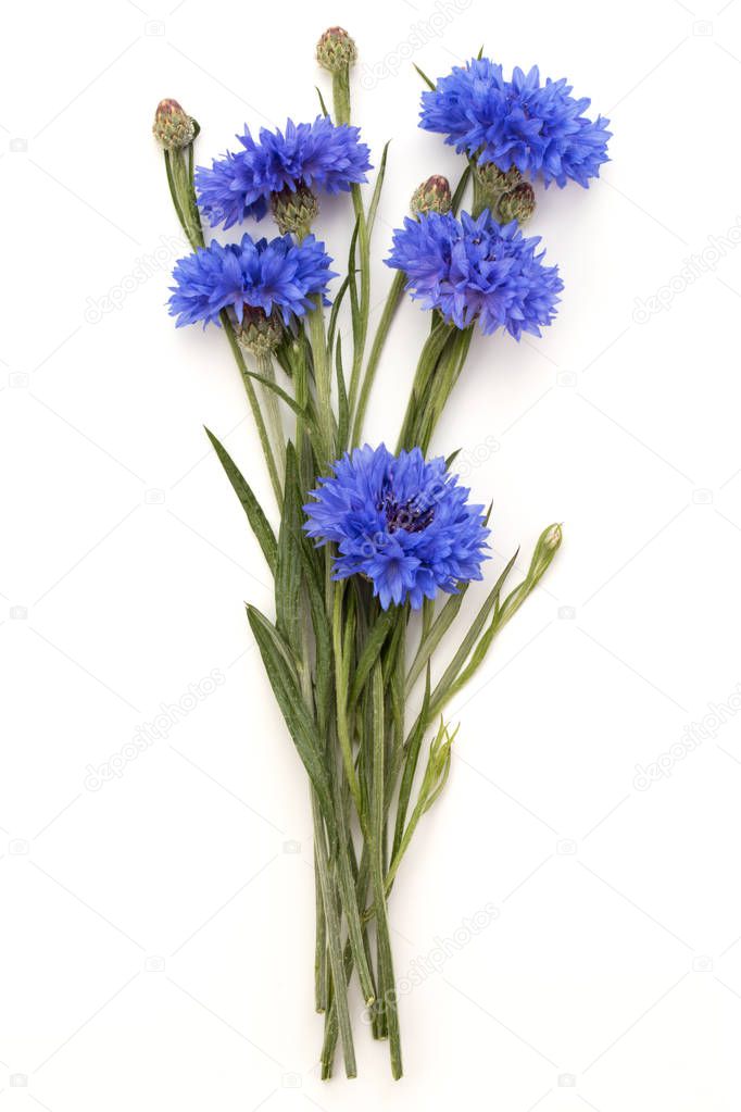 Blue Cornflower Herb or bachelor button flower bouquet isolated on white background cutout