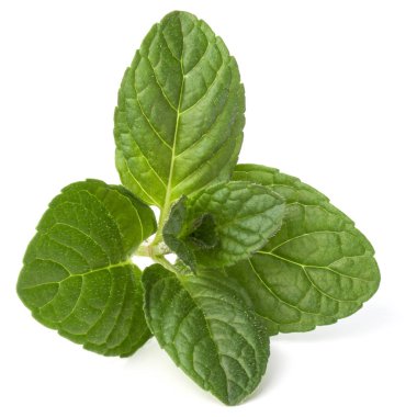 Beyaz arkaplanda izole edilmiş taze nane yaprakları