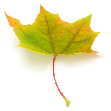 renkli sonbahar akçaağaç yaprağı üzerinde beyaz izole
