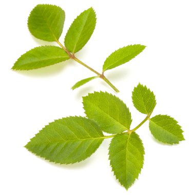 Beyaz arkaplanda yeşil gül yaprağı izole edildi