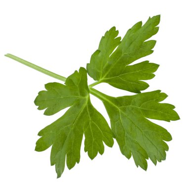 taze maydanoz bitki yaprakları üzerinde beyaz bir arka plan kesme izole 