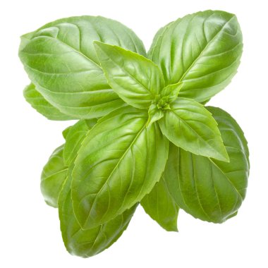 Beyaz arka plan c izole taze tatlı Cenevizli fesleğen yaprakları