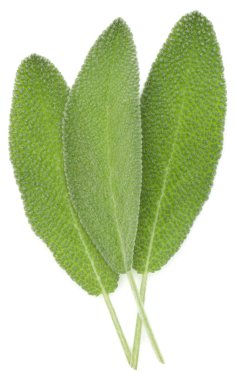 Adaçayı yaprakları üzerinde beyaz arka plan kesme izole. 