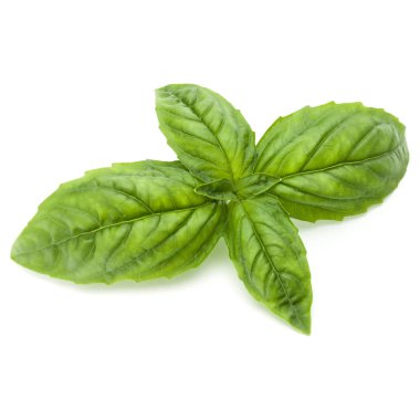 Taze yeşil fesleğen bitki yaprakları izole o stüdyo atış kapatın