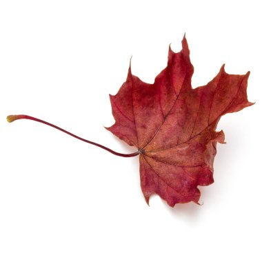renkli sonbahar akçaağaç yaprağı üzerinde beyaz izole