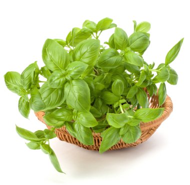 Fesleğen bitki yaprakları grup beyaz arka plan kesme izole hasır sepet içinde