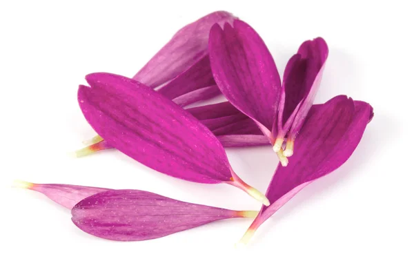 Lila Krysantemum Blomma Kronblad Isolerad Vit Bakgrund — Stockfoto