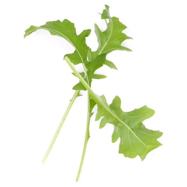 Primer plano de estudio de hojas de rúcula fresca verde aislado en wh —  Fotos de Stock