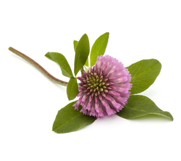 Flores Trébol Trefilado Hierbas Medicinales Aisladas Sobre Fondo Blanco Recorte — Foto de Stock