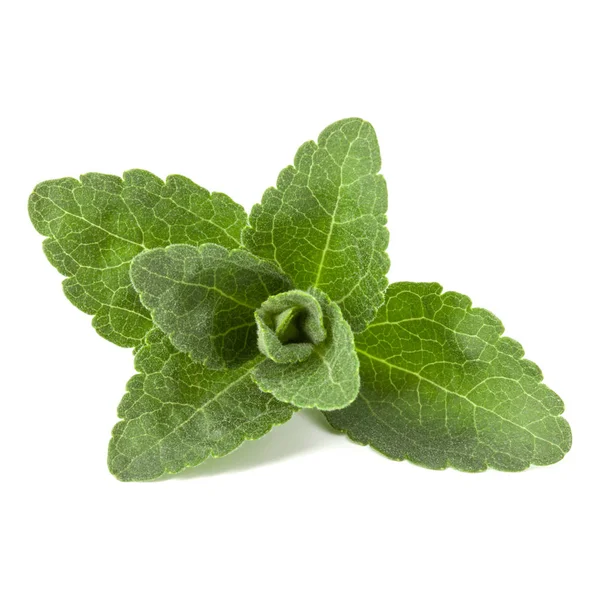 Stevia lämnar bitar isolerade om vit bakgrund klipp ut. — Stockfoto