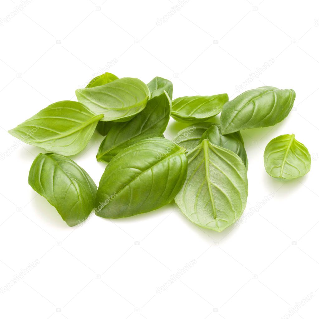 Sweet basil herb leaves handful isolated on white background clo