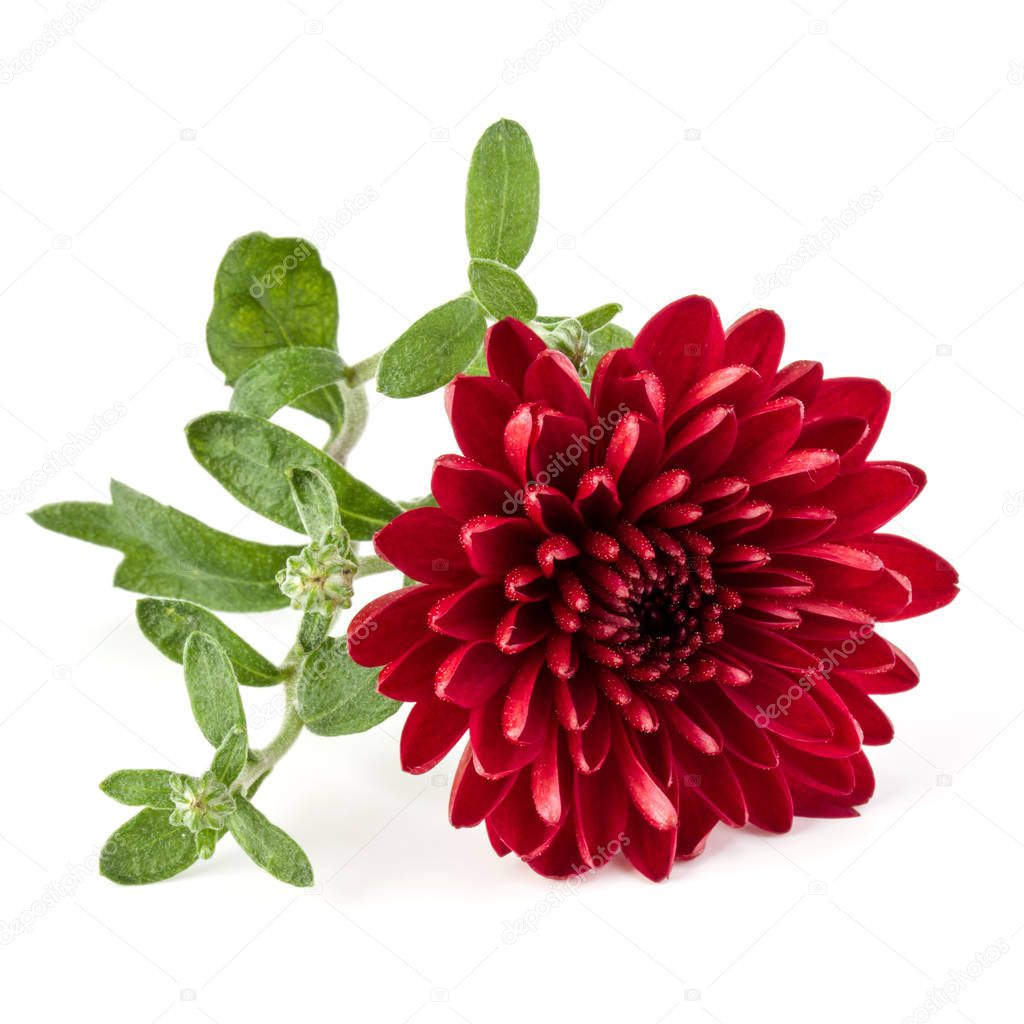 Red chrysanthemum flower isolated on white background
