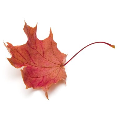 renkli sonbahar akçaağaç yaprağı üzerinde beyaz izole