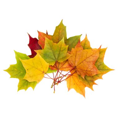 Beyaz arkaplanda izole edilmiş renkli sonbahar akçaağaç yaprağı