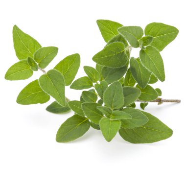 Oregano or marjoram leaves isolated on white background cutout clipart