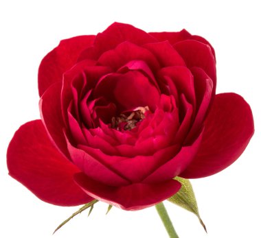 çiçek baş beyaz arka plan kesme izole bir kırmızı gül