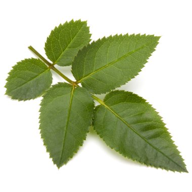 Beyaz arkaplanda yeşil gül yaprağı izole edildi