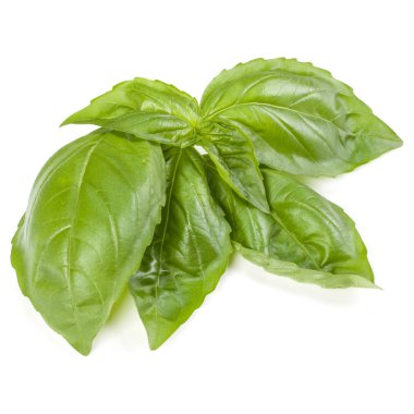 fesleğen bitki üzerinde izole beyaz arka plan bırakır. Cenova fesleğen yaprağı.