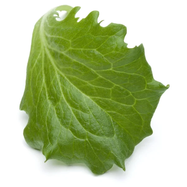 Close Studio Shot Fresh Green Endive Salad Leaf Isolated White — Stock Photo, Image