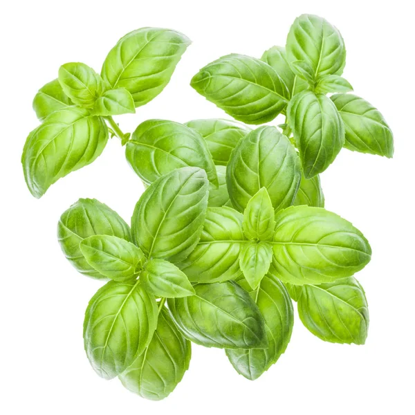 Fresh Sweet Genovese Basil Leaves Isolated White Background Cutout — Stock Photo, Image