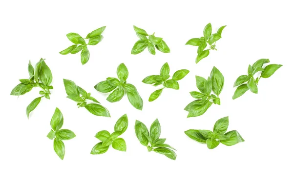 Sweet Genovese Basil Leaves Background Arrangement Isolated White Top View — Stock Photo, Image