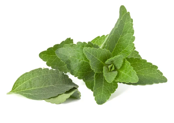 Stevia Φύλλα Κομμάτια Λευκό Φόντο Κομμένες Απομονωμένες — Φωτογραφία Αρχείου