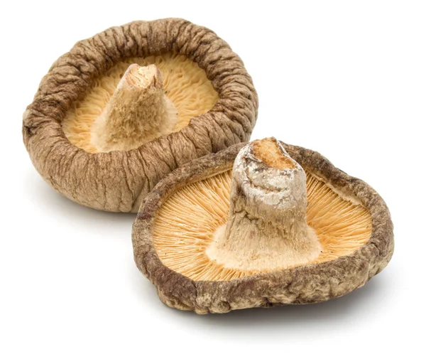 Fungo Shiitake Essiccato Isolato Fondo Bianco — Foto Stock