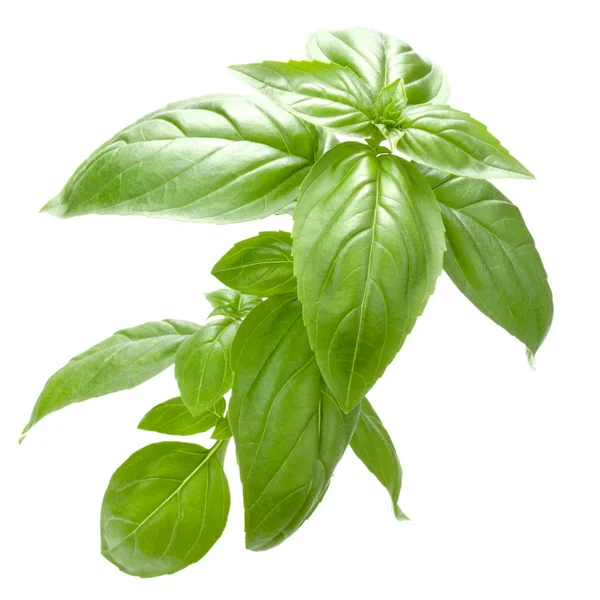 Fresh Sweet Genovese Basil Leaves Isolated White Background Cutout — Stock Photo, Image