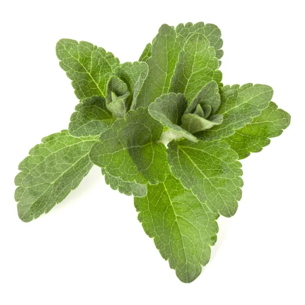 Stevia Lämnar Bitar Isolerade Vit Bakgrund Klipp — Stockfoto