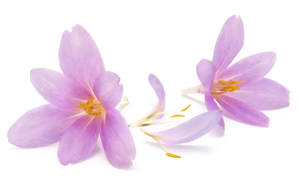 Fleurs Crocus Lilas Isolées Sur Fond Blanc — Photo