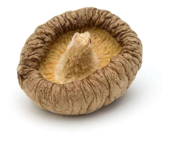 Fungo Shiitake Essiccato Isolato Fondo Bianco — Foto Stock