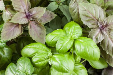 Arka plan fesleğen aromatik yaprakları