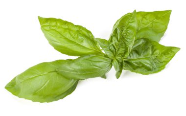 Beyaz arkaplanda tatlı fesleğen yaprakları