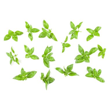 Arka plan tatlı Cenevizli fesleğen yaprağı