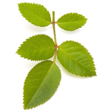 Beyaz arkaplanda yeşil gül yaprağı izole edildi