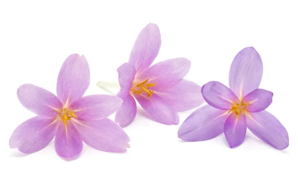 Lilac Crocus Flowers Isolated White Background — Stock Photo, Image